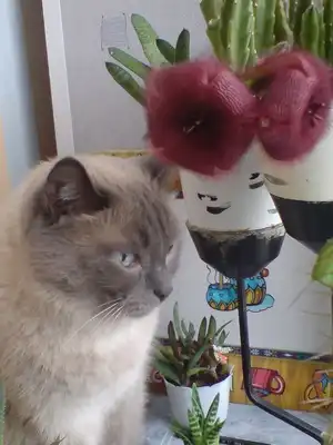 Люди добрые!Возьмите кота на воспитание!