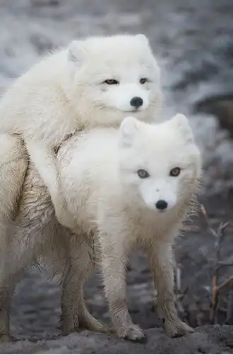 Животные развлекаются :)