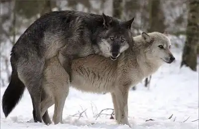 Животные развлекаются :)