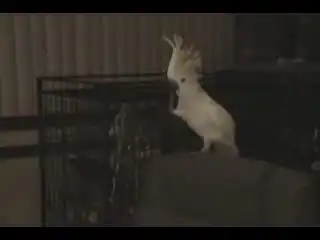 Супер Попугай