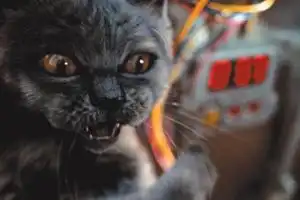 Агрессивные кошки