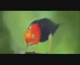 Птичка двигается как Майкл Джексон