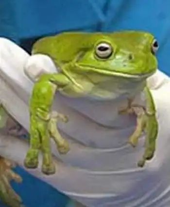 Лягушка и пластиковый пакет (3 фото)