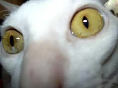 Лупоглазики:)