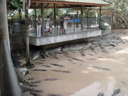 Крокодилы:)