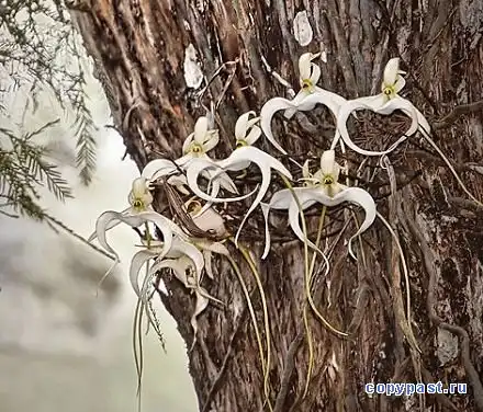 Во Флориде расцвела орхидея-призрак