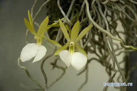 Во Флориде расцвела орхидея-призрак