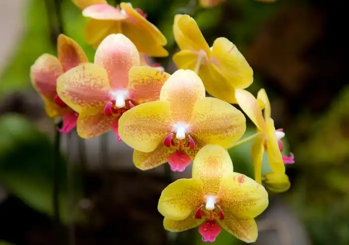 Орхидеи
