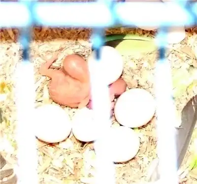 Волнистые попугаи