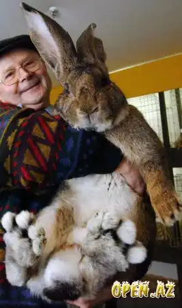 Люди и животные