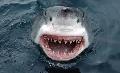 Мифы обыденного сознания