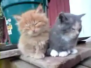 Котятки, щенятки