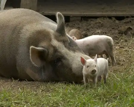 Свинская жизнь