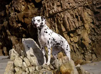 Далматинцы