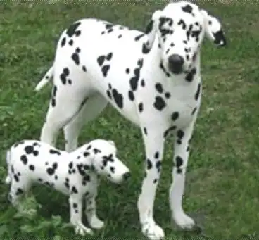 Далматинцы