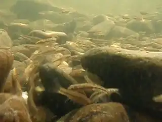 Горные реки