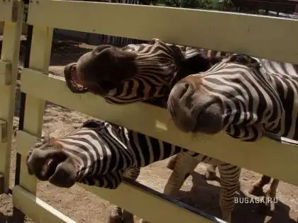 Эти забавные животные