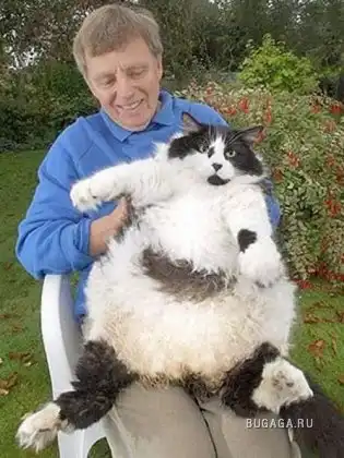 Эти забавные животные