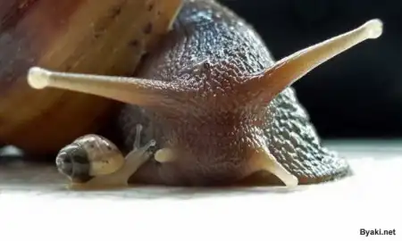 Микрофотографии