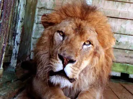 Львы и Тигры :)