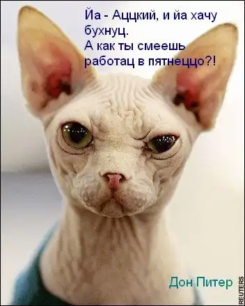 АццКий кот