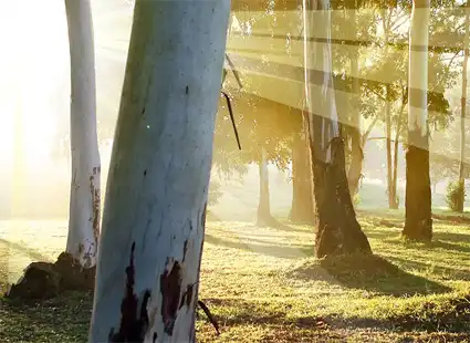 Cолнечные лучи