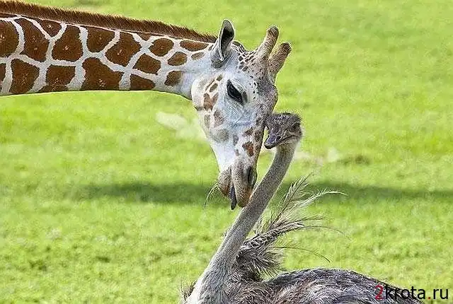 Необычная дружба