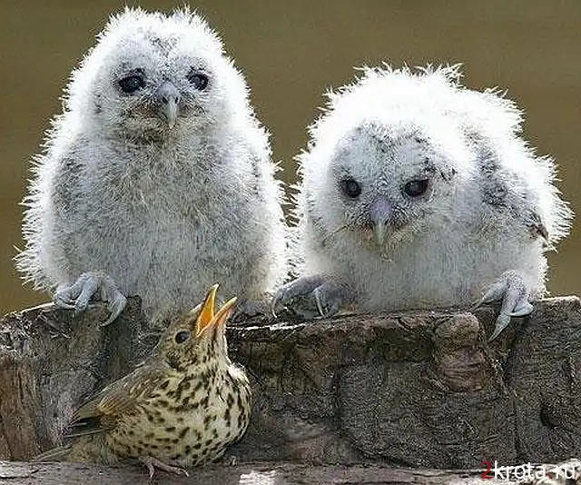 Необычная дружба