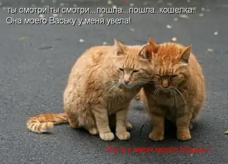 Рассказы про кошек