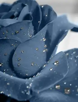 Цветочки всем девушкам Crazys.Info