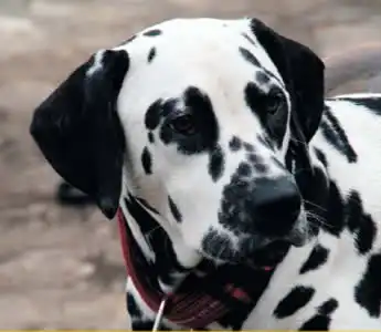 Далматины