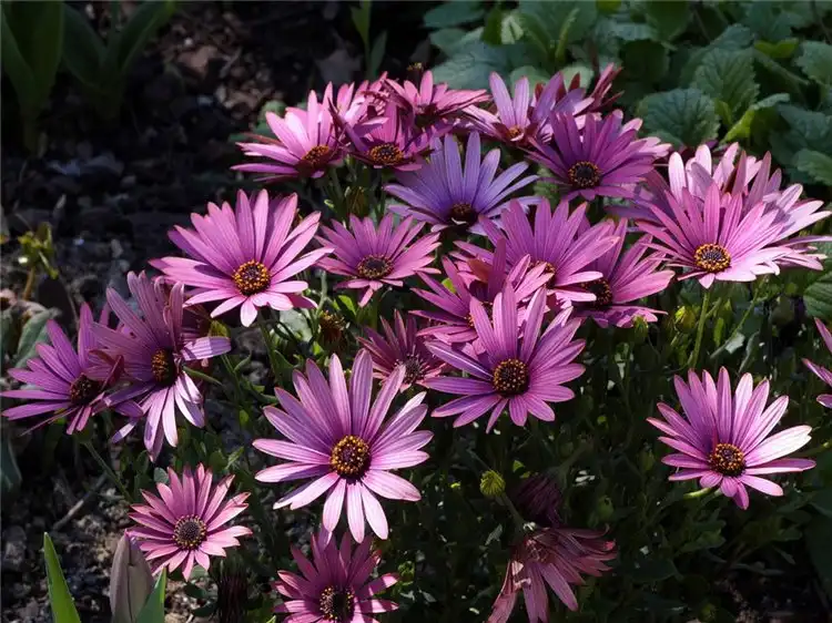 Наших красивым и любимым девушкам цветы осени!