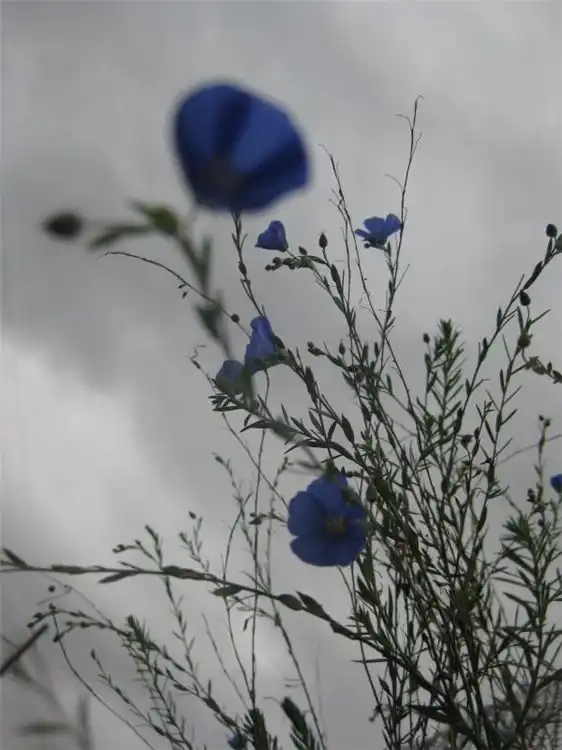 Наших красивым и любимым девушкам цветы осени!