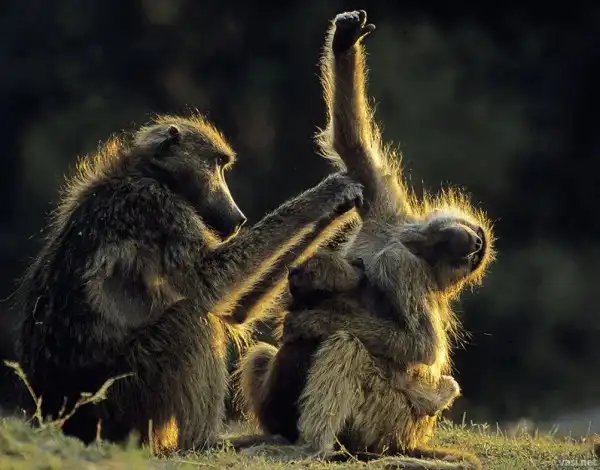 Мамы в дикой природе.