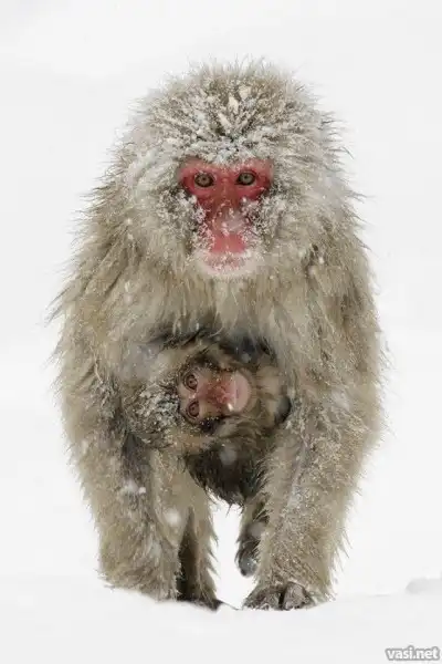 Мамы в дикой природе.