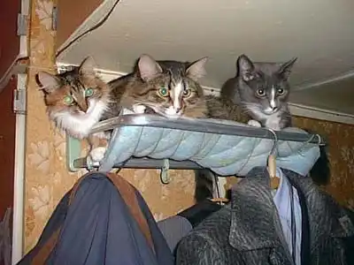 Котокартинки