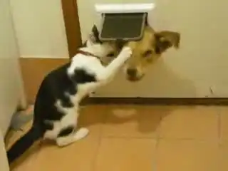 Кот не пропускает в дом пса)