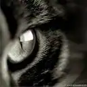 Аватарки для девушек