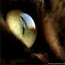 Аватарки для девушек