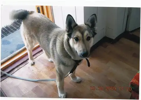 Потерялась собака помесь лайки