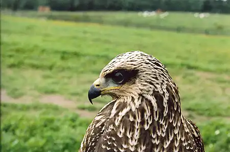 Коршун (28 фото)