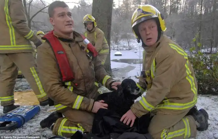 Спасение кокер спаниеля