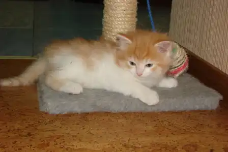 Котята для Вас!