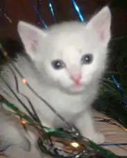 Отдам белоснежного котенка.