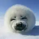 Аватарки позитив :)