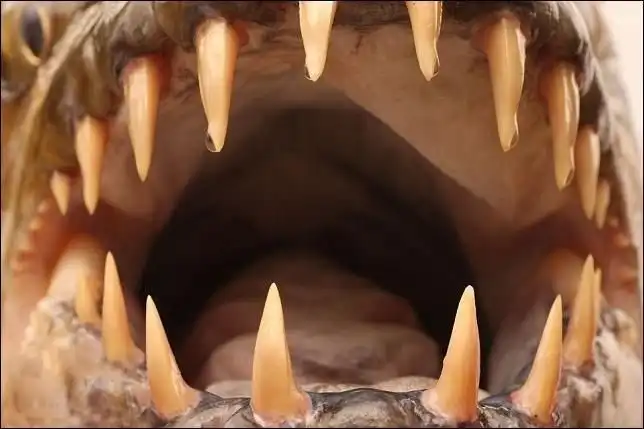 Рыба-монстр в реке Конго