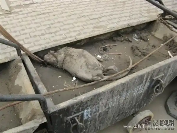 Ничего себе крыска