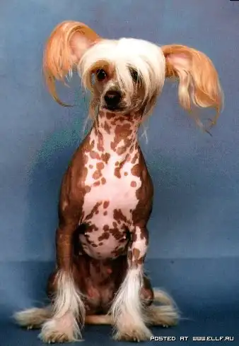 Собака - друг человека!