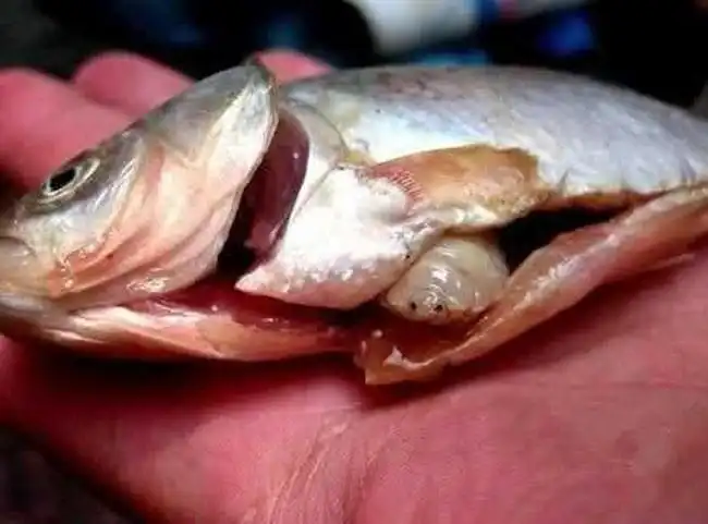 Рыбный паразит