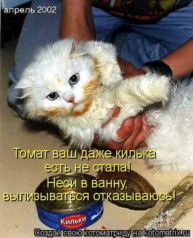 Котоматрицы